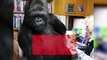 Koko The Sign Language Gorilla Dead At 46