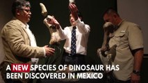 New Half-Ton Dinosaur Discovered In Mexico