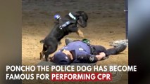 Madrid Police Dog Performs CPR On Officer