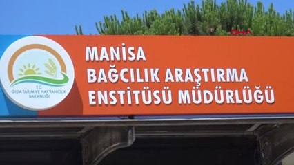 Manisa- Türkiye'nin Üzüm Ambarında Hasat Başladı