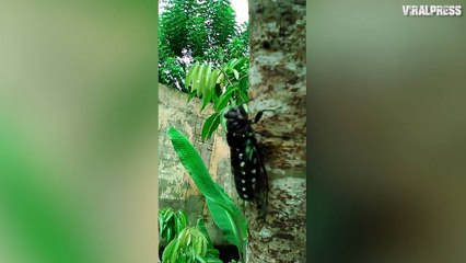 Insect With Ear-Piercing Mating Call