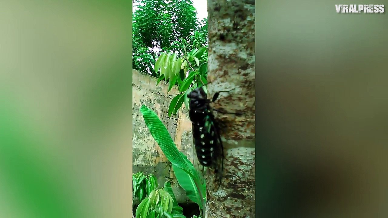 Insect With Ear-Piercing Mating Call