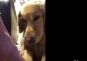 Golden Retriever Refuses to Let His Owner Touch His Ball