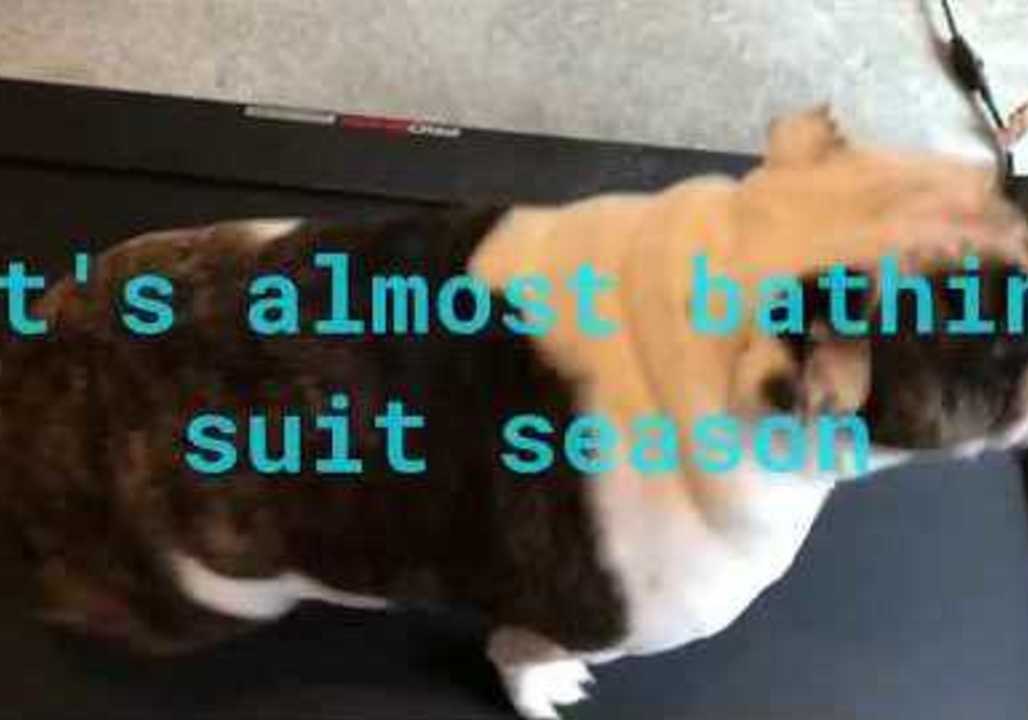 'Motivated' Bulldog Hits the Treadmill