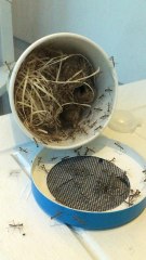 Praying Mantis Egg Case Hatch