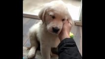 Best Of Cute Golden Retriever Puppies Compilation #11 - Funny Dogs 2018_13-06-2018_1