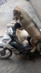 dog drive a motorcycle