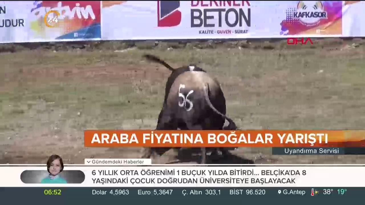 Boğalar yarıştı