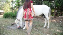 Funny Horse and Pretty girl  - The beauty of women and the maintenance of the white horse