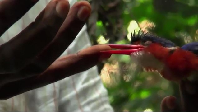 Illegal logging threatens DR Congo rainforest - Counting the Cost