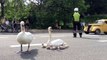 Une famille de cygnes bloque la circulation au Danemark