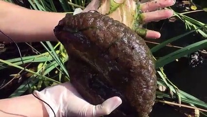 Il découvre une étrange créature gélatineuse dans un étang au Canada