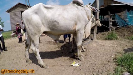 Wow! Amazing Man Breeding Cow In My Village