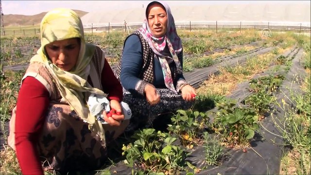 Kadınlar çilek üretimiyle belediye bütçesine katkı sağlıyor - VAN