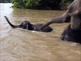 Moms and babies swimming