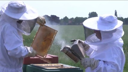 هذا الصباح- مربي نحل سوري يتذوق طعم النجاح بهولندا