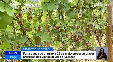 Efeitos das alterações climáticas abatem-se sobre o Douro