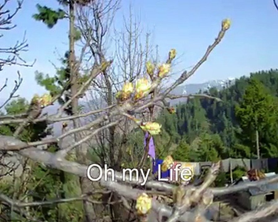Beautiful Hindko Kashmiri Local song