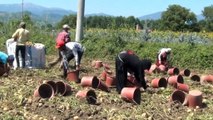 Patates hasadı yüzleri güldürdü