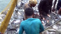 LOT OF LIVE RUPCHANDA_PACU FISH CATCHING AT LAKE