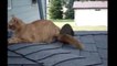 CAT AND SQUIRREL PLAYING ★ Squirrel Playing with Cat HD Funny Pets