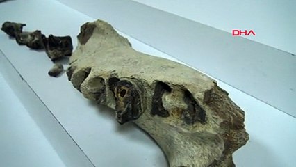 Polisin baskın yaptığı evden dinozor kemiği çıktı