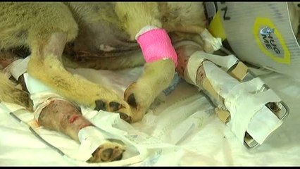 Mardin'de Vurularak Ağır Yaralanan "Kuzey" İsimli Köpek, İstanbul'da Tedavi Altına Alındı