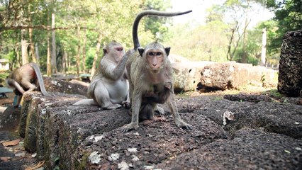 Lovely funny cute baby monkey is in the monkey family