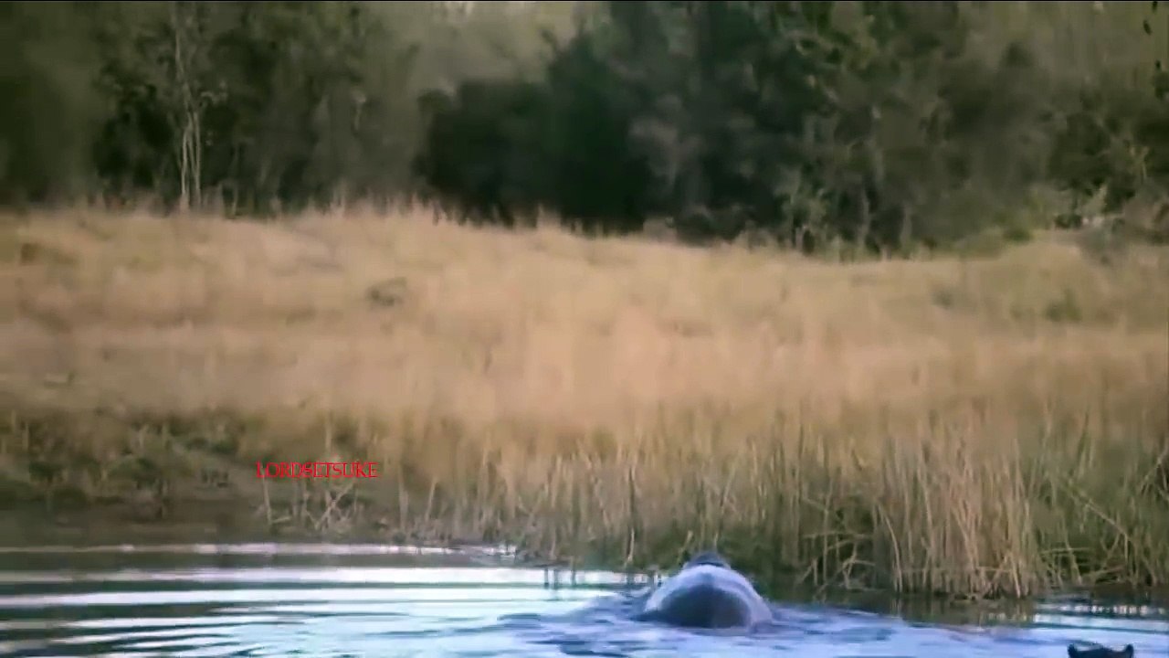 AMAZING Hippo POWER In Lion Hunting Hippo Save Impala In Minute Best Wild Animal Rescue 2018