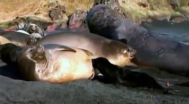 Elegante Mörder Die Orcas der Antarktis Doku Dokumentation