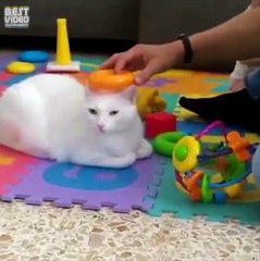 Вот почему я люблю кошек