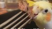 Cockatiel PIG OUT compilation; pets gone Wild. Don't feed your pet like this! Be healthy.