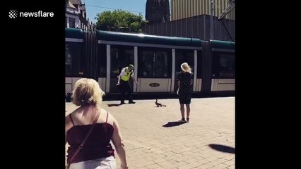UK community officer helps family of ducks across city centre tramlines