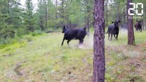 Il se fait attaquer par des vaches en pleine forêt - Le Rewind du Lundi 02 Juillet 2018