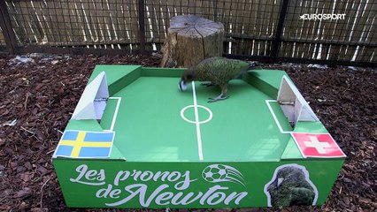 Le prono de Newton : entre la Suède et la Suisse, notre kéa n'a pas trop hésité