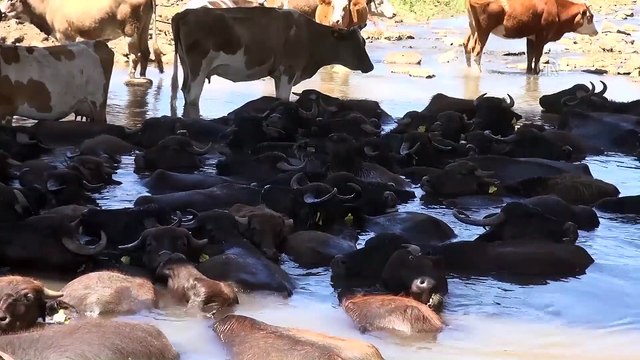Sıcaktan bunalan mandalar derede serinliyor - ŞANLIURFA