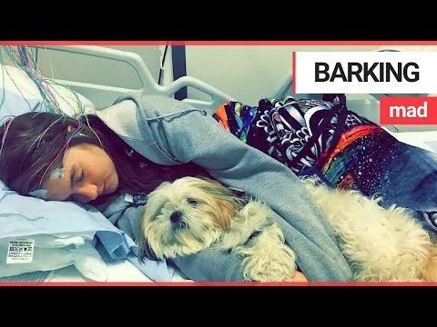 Assistance dog branded health hazard by arena staff | SWNS TV