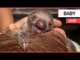 A zoo has announced the birth of their first sloth | SWNS TV