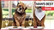 Brits would choose the company of their pets over their friends | SWNS TV
