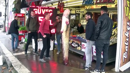 Yeşilırmak'ta 61 kilogramlık yayın balığı yakalandı  - AMASYA