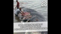 Indonésie: Un cachalot retrouvé mort avec 6 kg de plastique dans le ventre