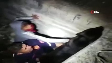 Çukura Düşen Köpek, Kendisini Kurtaran İtfaiyecilerin Yanından Ayrılmak İstemedi