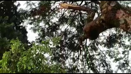 Queda de galho rompe cabos de energia no Bairro Neva