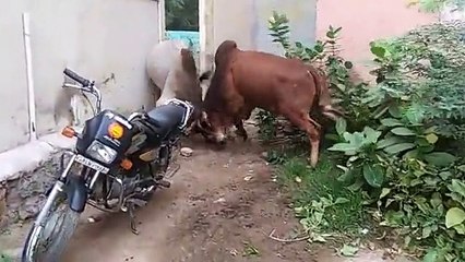 Super bull fight