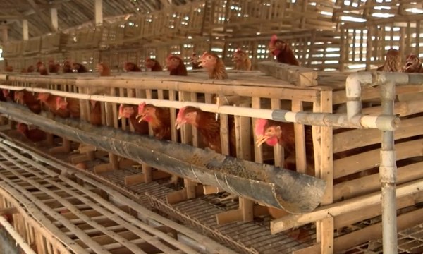 Impor Belenggu Industri Peternakan