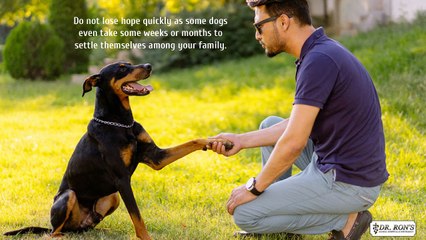 Easy Tips to Train an Adult Pet Dog