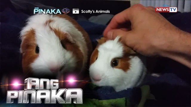 Ang Pinaka: Misleading Animal Name