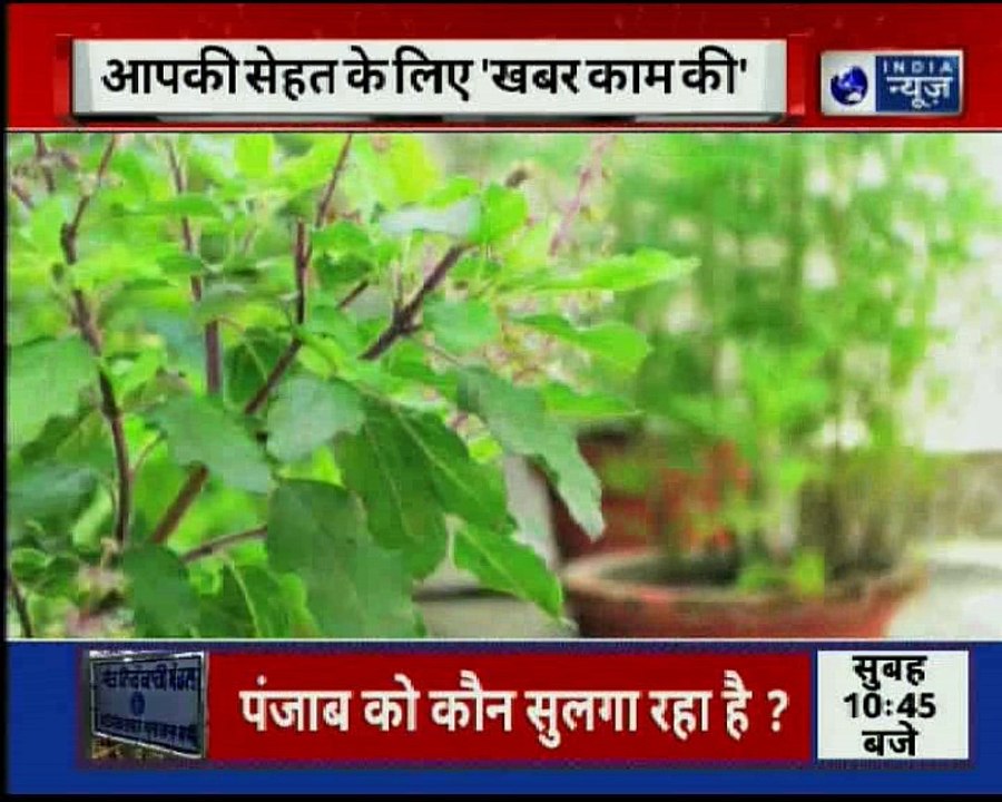 Benefits of Tulsi | जानिए तुलसी के वो गुण जो आपने कभी नहीं सुने होंगे