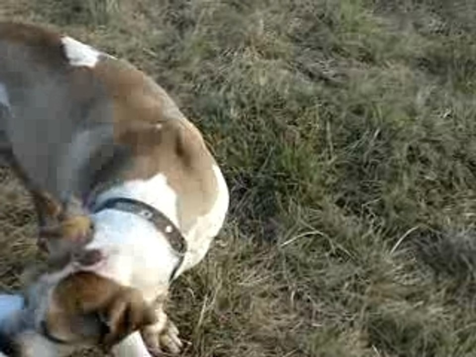 bouboule a la spa de l eure a adopter