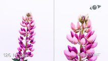 Timelapse Lupin Flower Blooming